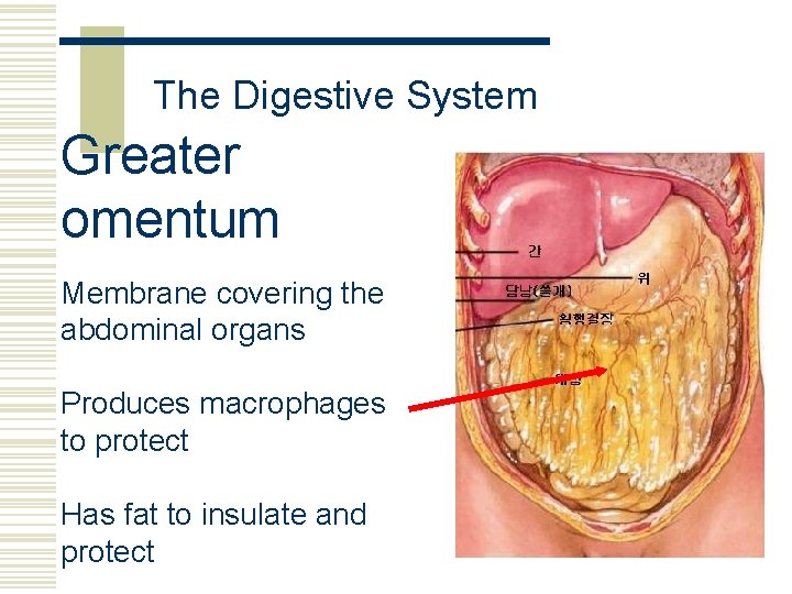 The Digestive System Greater omentum Membrane covering the abdominal organs Produces macrophages to protect