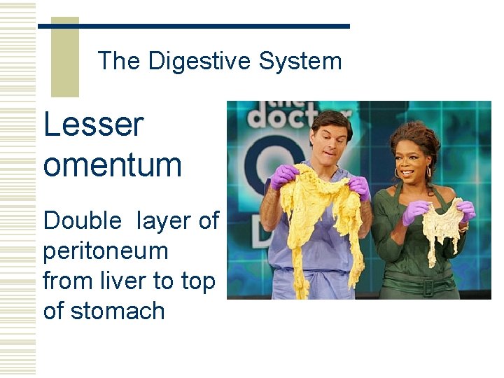 The Digestive System Lesser omentum Double layer of peritoneum from liver to top of