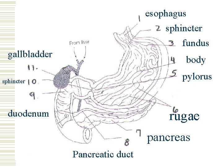 esophagus sphincter fundus gallbladder body pylorus sphincter duodenum rugae pancreas Pancreatic duct 