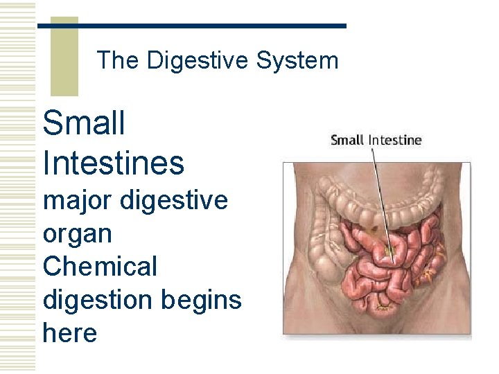 The Digestive System Small Intestines major digestive organ Chemical digestion begins here 