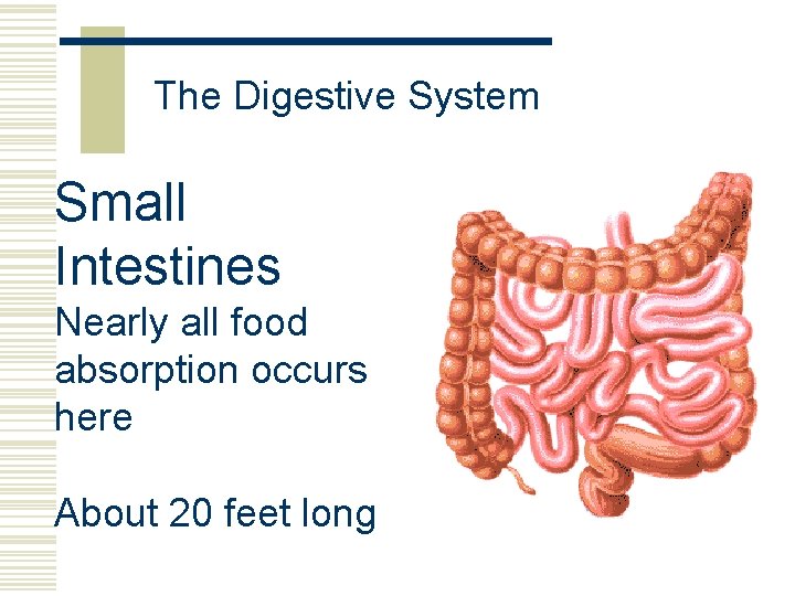The Digestive System Small Intestines Nearly all food absorption occurs here About 20 feet