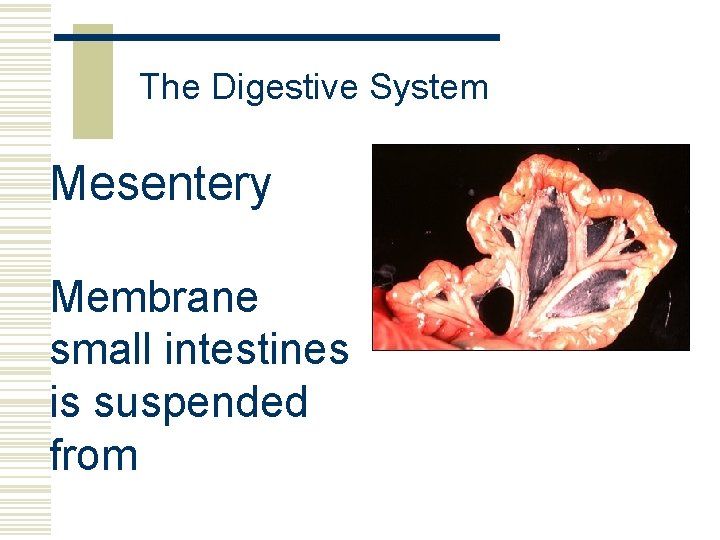 The Digestive System Mesentery Membrane small intestines is suspended from 