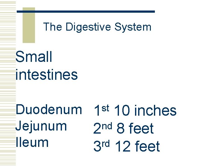 The Digestive System Small intestines Duodenum 1 st 10 inches Jejunum 2 nd 8