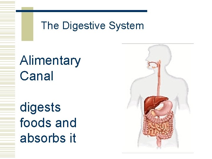 The Digestive System Alimentary Canal digests foods and absorbs it 