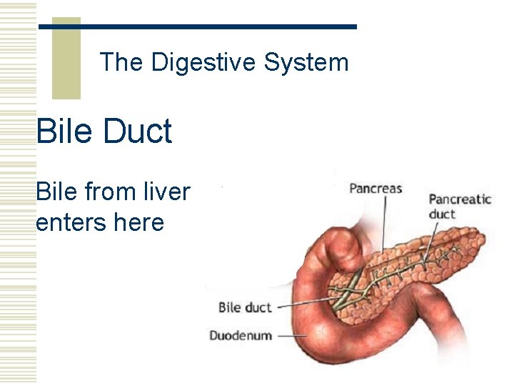 The Digestive System Bile Duct Bile from liver enters here 