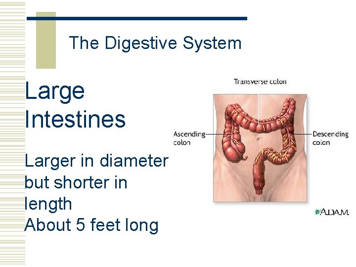 The Digestive System Large Intestines Larger in diameter but shorter in length About 5