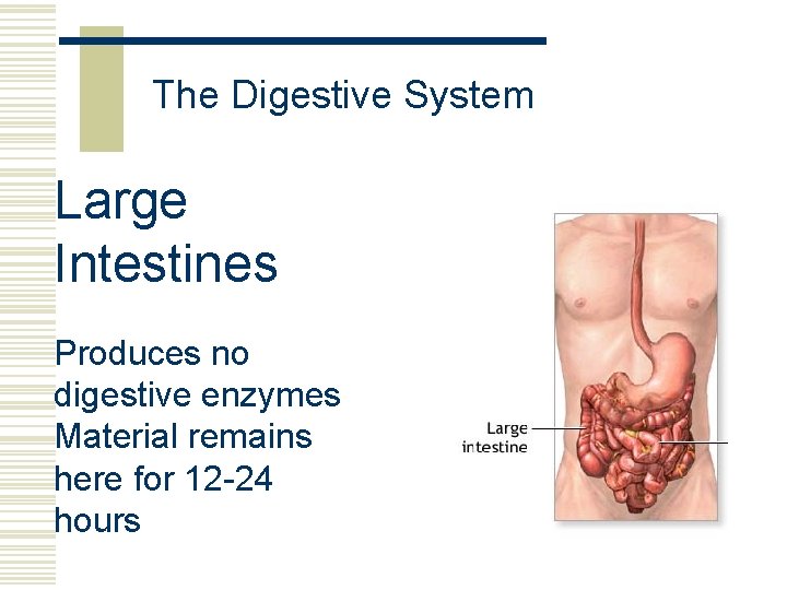 The Digestive System Large Intestines Produces no digestive enzymes Material remains here for 12