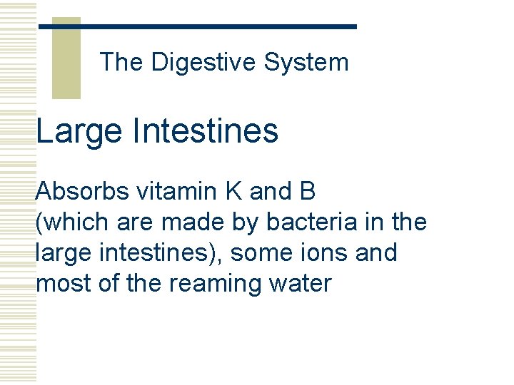 The Digestive System Large Intestines Absorbs vitamin K and B (which are made by