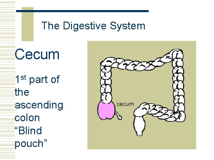 The Digestive System Cecum 1 st part of the ascending colon “Blind pouch” 