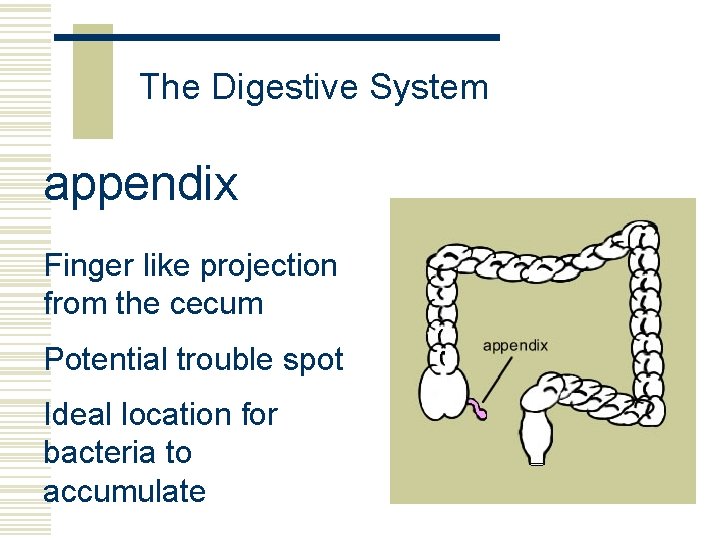 The Digestive System appendix Finger like projection from the cecum Potential trouble spot Ideal