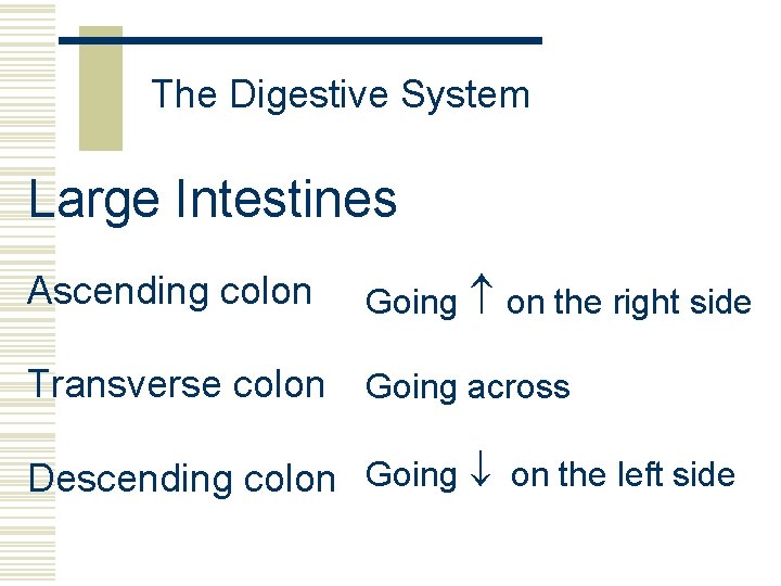 The Digestive System Large Intestines Ascending colon Going on the right side Transverse colon
