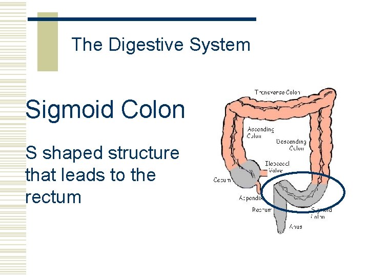 The Digestive System Sigmoid Colon S shaped structure that leads to the rectum 