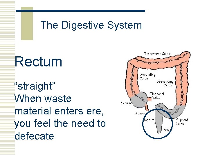 The Digestive System Rectum “straight” When waste material enters ere, you feel the need
