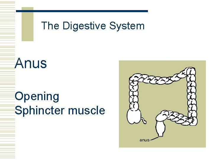 The Digestive System Anus Opening Sphincter muscle 