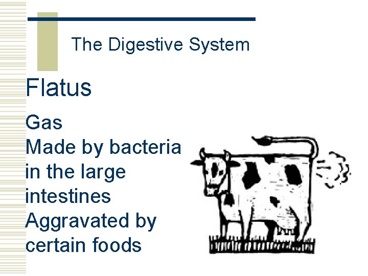 The Digestive System Flatus Gas Made by bacteria in the large intestines Aggravated by