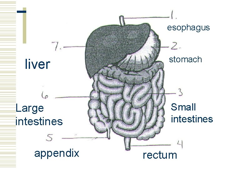 esophagus liver Large intestines appendix stomach Small intestines rectum 
