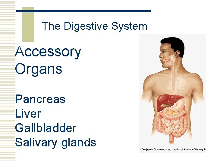 The Digestive System Accessory Organs Pancreas Liver Gallbladder Salivary glands 