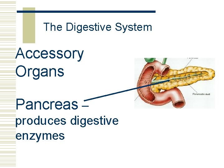 The Digestive System Accessory Organs Pancreas – produces digestive enzymes 