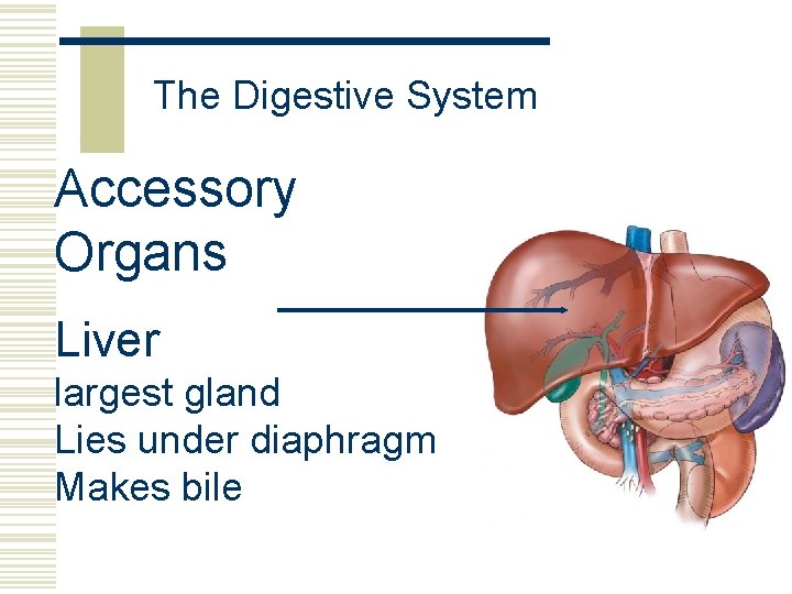 The Digestive System Accessory Organs Liver largest gland Lies under diaphragm Makes bile 