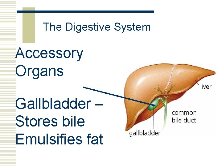 The Digestive System Accessory Organs Gallbladder – Stores bile Emulsifies fat 