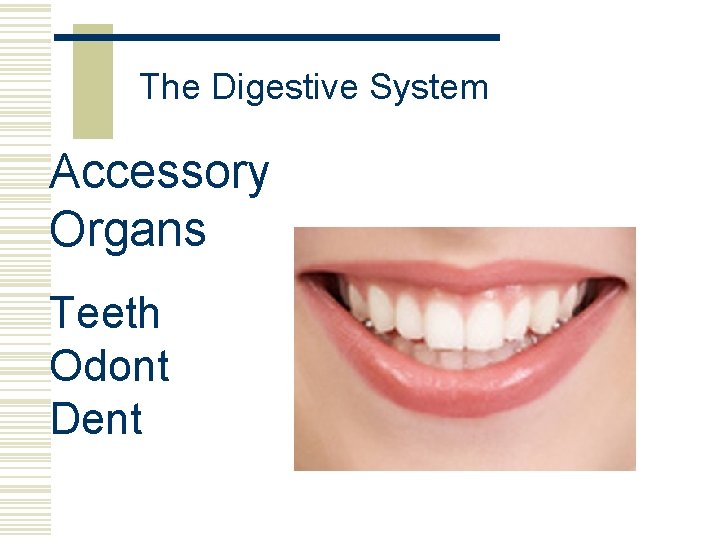 The Digestive System Accessory Organs Teeth Odont Dent 