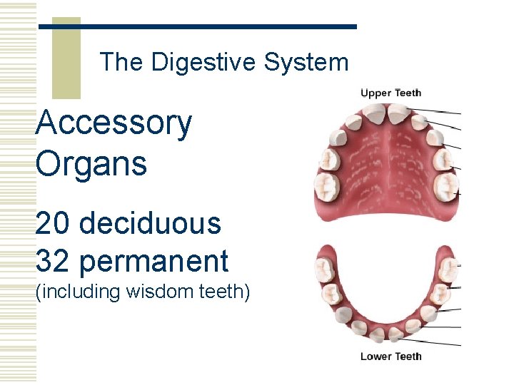The Digestive System Accessory Organs 20 deciduous 32 permanent (including wisdom teeth) 