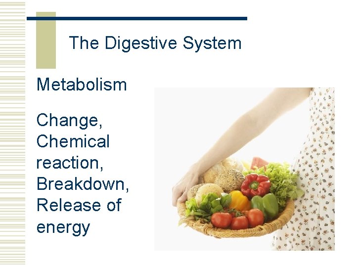 The Digestive System Metabolism Change, Chemical reaction, Breakdown, Release of energy 