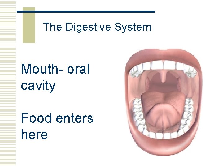 The Digestive System Mouth- oral cavity Food enters here 