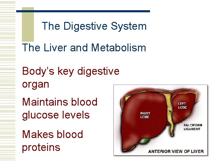 The Digestive System The Liver and Metabolism Body’s key digestive organ Maintains blood glucose