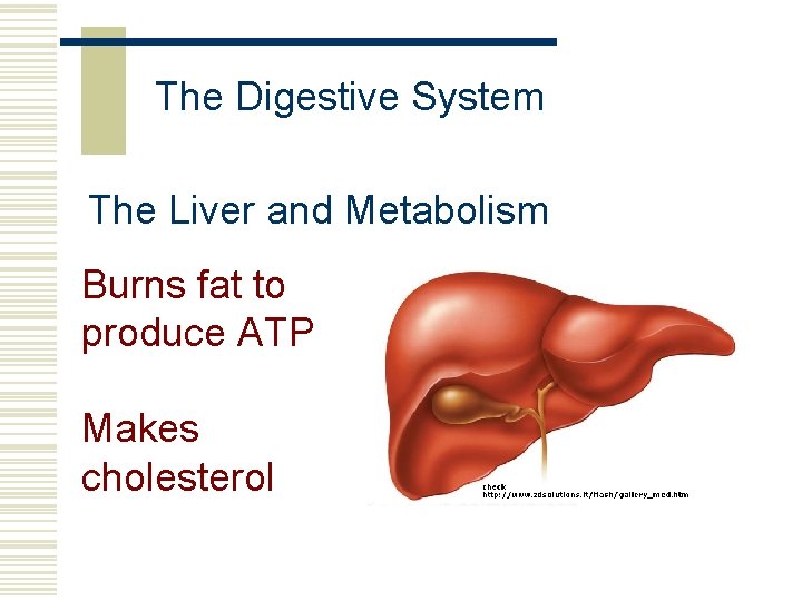 The Digestive System The Liver and Metabolism Burns fat to produce ATP Makes cholesterol