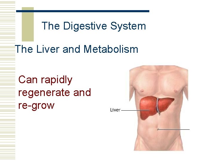 The Digestive System The Liver and Metabolism Can rapidly regenerate and re-grow 