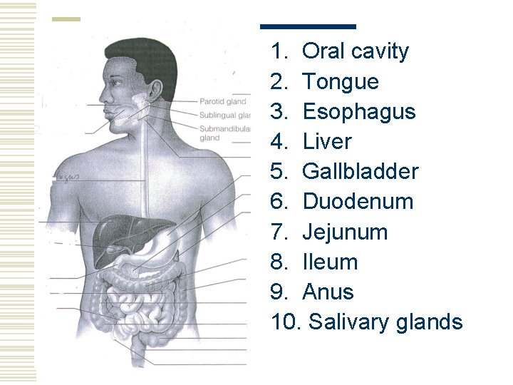 1. Oral cavity 2. Tongue 3. Esophagus 4. Liver 5. Gallbladder 6. Duodenum 7.