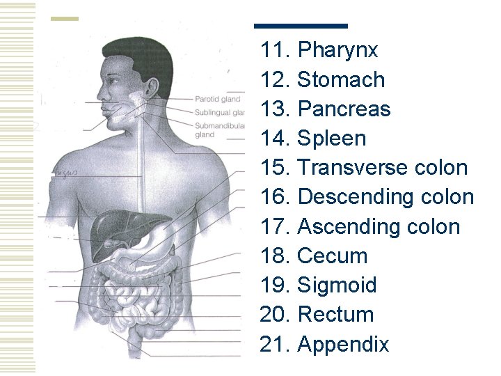 11. Pharynx 12. Stomach 13. Pancreas 14. Spleen 15. Transverse colon 16. Descending colon