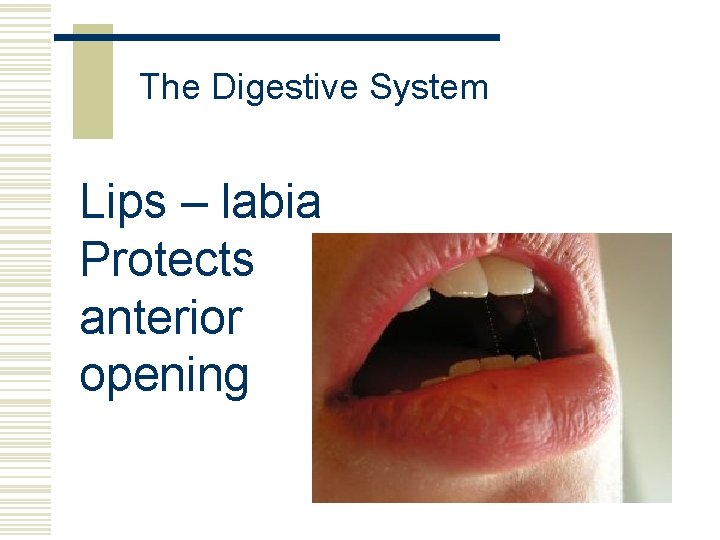 The Digestive System Lips – labia Protects anterior opening 