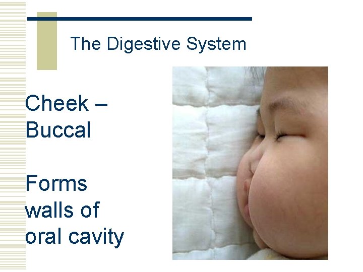 The Digestive System Cheek – Buccal Forms walls of oral cavity 