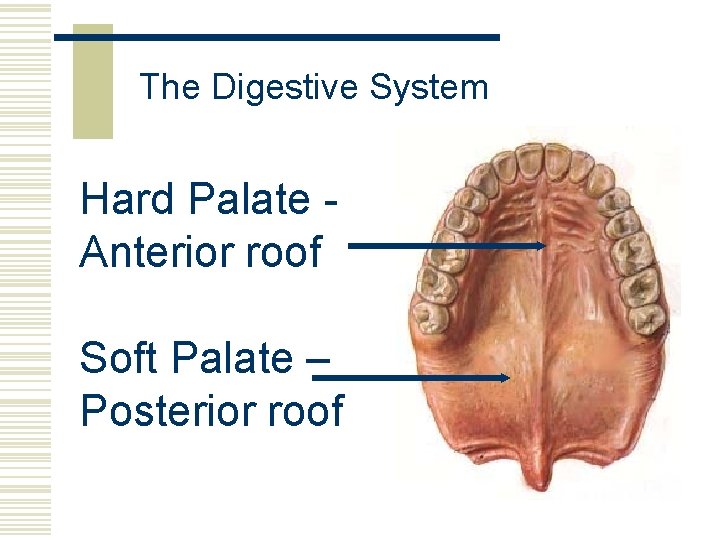 The Digestive System Hard Palate Anterior roof Soft Palate – Posterior roof 