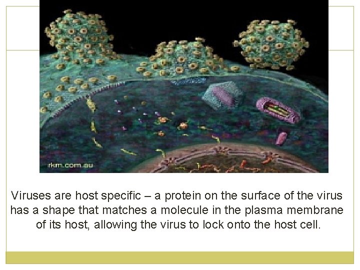 Viruses are host specific – a protein on the surface of the virus has