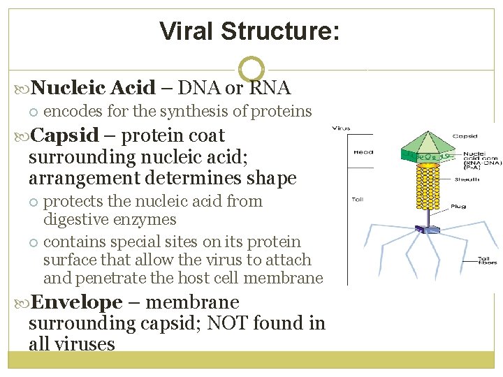 Viral Structure: Nucleic Acid – DNA or RNA encodes for the synthesis of proteins