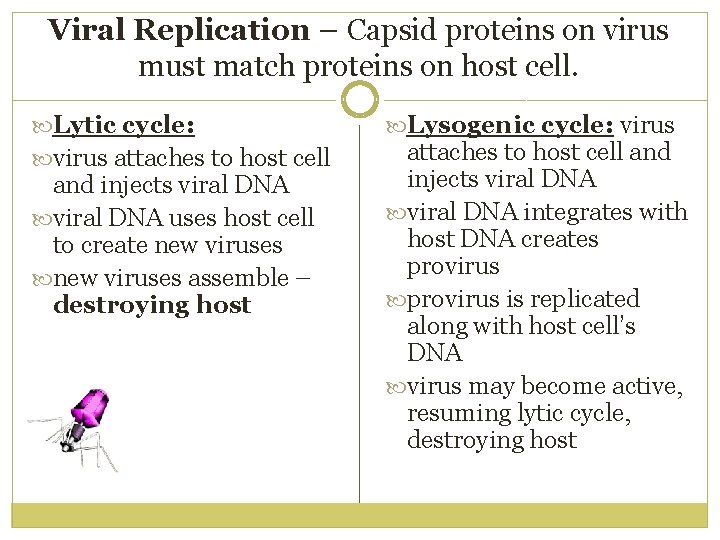Viral Replication – Capsid proteins on virus must match proteins on host cell. Lytic