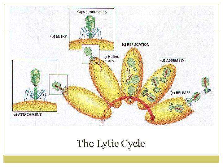 The Lytic Cycle 