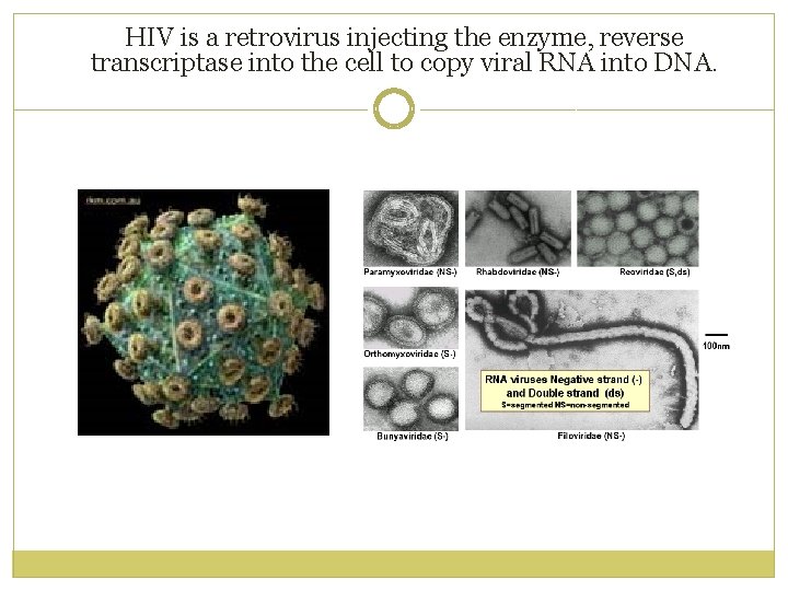 HIV is a retrovirus injecting the enzyme, reverse transcriptase into the cell to copy