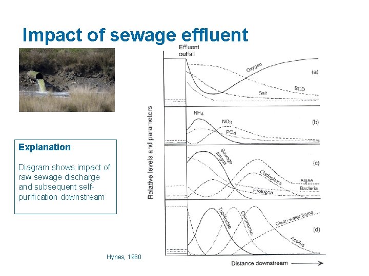 Impact of sewage effluent Explanation Diagram shows impact of raw sewage discharge and subsequent