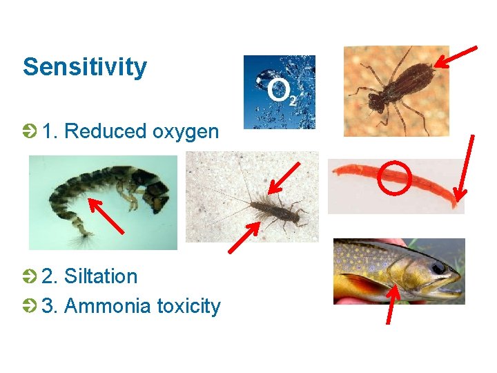Sensitivity 1. Reduced oxygen 2. Siltation 3. Ammonia toxicity 