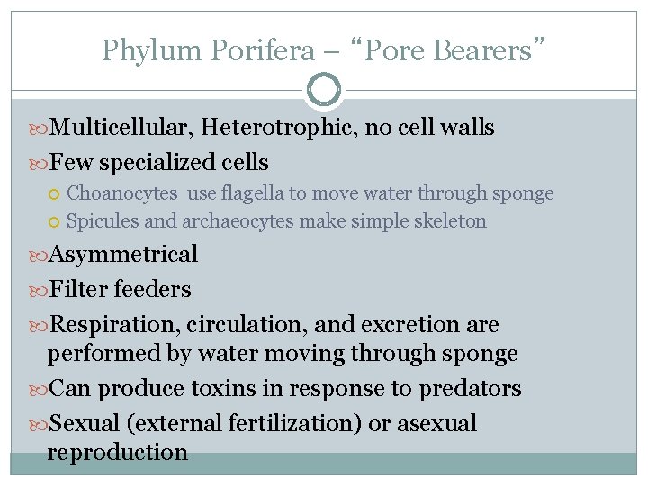 Phylum Porifera – “Pore Bearers” Multicellular, Heterotrophic, no cell walls Few specialized cells Choanocytes