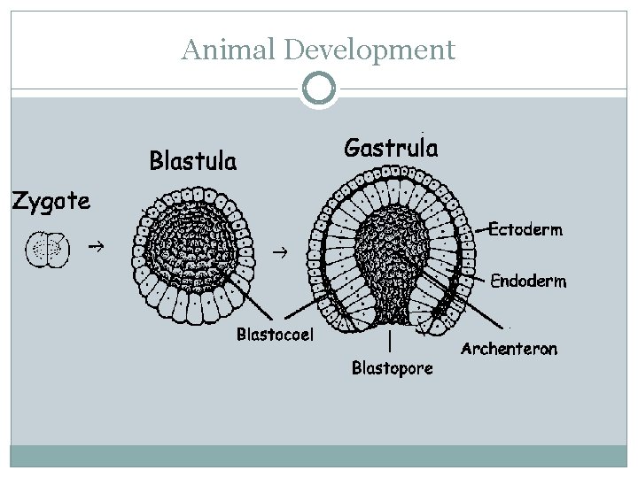 Animal Development 