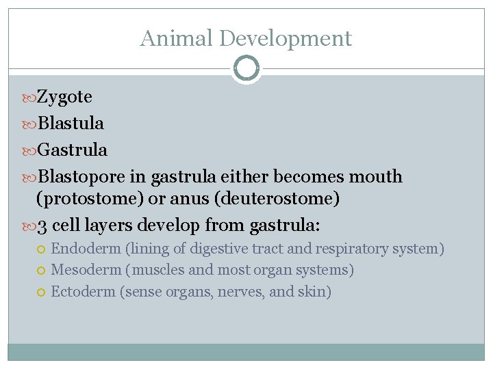 Animal Development Zygote Blastula Gastrula Blastopore in gastrula either becomes mouth (protostome) or anus