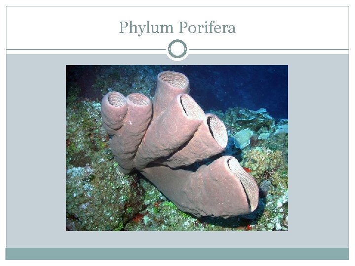 Phylum Porifera 