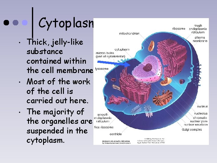 Cytoplasm • • • Thick, jelly-like substance contained within the cell membrane Most of