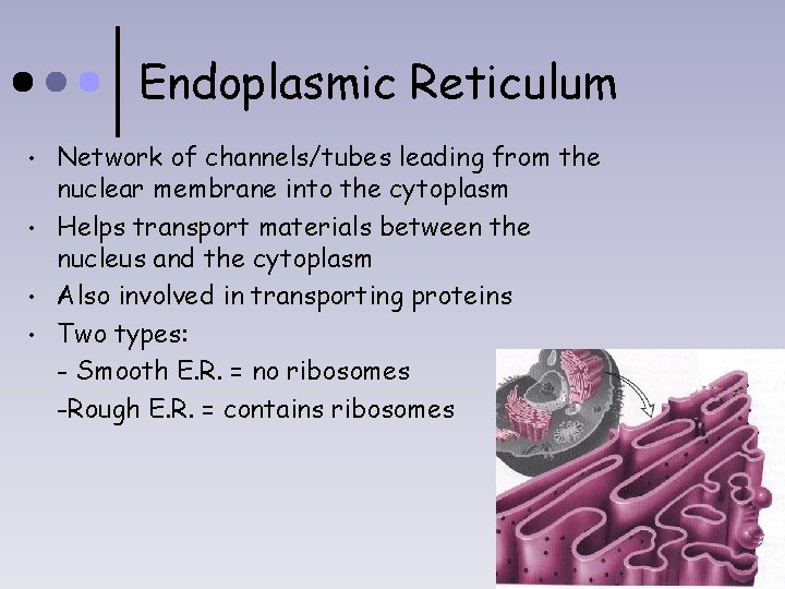 Endoplasmic Reticulum • • Network of channels/tubes leading from the nuclear membrane into the
