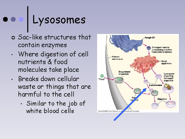 Lysosomes ¢ • • Sac-like structures that contain enzymes Where digestion of cell nutrients